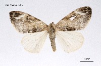 藏品(灰白毒蛾)的圖片